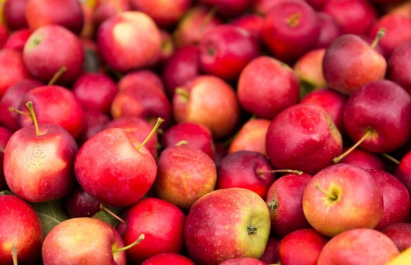 Apple Trans - Skup owoców - transport owoców - Transport jabłek - Transport międzynarodowy - Skup spadów jabłek - spady jabłkowe - skup spadów jabłkowych